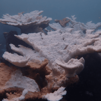 Daily Dive # 068 | Our Coral Reefs Are In (Record) Hot Water